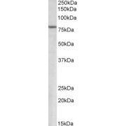 abx430501 (1.5 µg/ml) staining of Human Heart lysate (35 µg protein in RIPA buffer). Primary incubation was 1 hour. Detected by chemiluminescence.