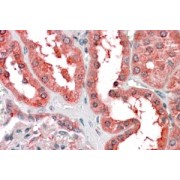 abx430504 (3.8 µg/ml staining of paraffin embedded Human Kidney. Steamed antigen retrieval with citrate buffer pH 6, AP-staining.