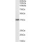 Atypical Chemokine Receptor 1 (ACKR1) Antibody