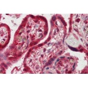 abx430519 (2.5 µg/ml staining of paraffin embedded Human Placenta. Steamed antigen retrieval with citrate buffer pH 6, AP-staining.