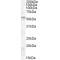 FK506 Binding Protein 4 (FKBP4) Antibody