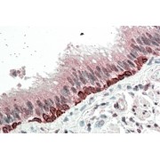 abx430526 (5 µg/ml staining of paraffin embedded Human Bronchus. Steamed antigen retrieval with citrate buffer pH 6, AP-staining.