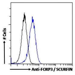 Forkhead Box Protein P3 (FOXP3) Antibody