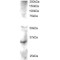 Frequently Rearranged In Advanced T-Cell Lymphomas 2 (FRAT2) Antibody