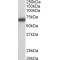 GAD25 Antibody