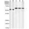 Importin Subunit Alpha-3 (KPNA4) Antibody