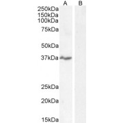 Western blot analysis of extracts of MOLT-4 cell lysate (A) and peptide (B) staining (35 µg protein in RIPA buffer) using NKG2D antibody (0.3 µg/ml).
