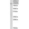 NLR Family Member X1 (NLRX1) Antibody