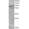 Oxysterol-Binding Protein-Related Protein 11 (ORP11) Antibody