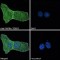 PDZ Domain-Containing Protein 2 (PDZD2) Antibody