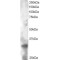 Protein Phemx (PHEMX) Antibody