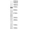 PR Domain Zinc Finger Protein 4 (PRDM4) Antibody