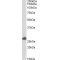 RING Finger Protein 35 (RNF35) Antibody