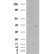 HEK293 overexpressing SKAP2 and probed with abx430600 (mock transfection in first lane).