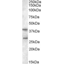 SCAP2 Antibody