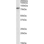 abx430602 (0.3 µg/ml) staining of Jurkat lysate (35 µg protein in RIPA buffer). Primary incubation was 1 hour. Detected by chemiluminescence.