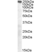 abx430606 (0.3 µg/ml) staining of Mouse Brain lysate (35 µg protein in RIPA buffer). Primary incubation was 1 hour. Detected by chemiluminescence.