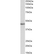 abx430607 (0.5 µg/ml) staining of Human Heart lysate (35 µg protein in RIPA buffer). Primary incubation was 1 hour. Detected by chemiluminescence.