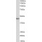 Signal-Transducing Adaptor Protein 2 (STAP2) Antibody