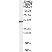 abx430610 staining (0.3 µg/ml) of Human Muscle lysate (RIPA buffer, 35 µg total protein per lane). Primary incubated for 1 hour. Detected by chemiluminescence.