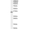 STIP1 Homology And U-Box Containing Protein 1 (STUB1) Antibody