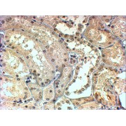 abx430613 (4 µg/ml staining of paraffin embedded Human Kidney. Steamed antigen retrieval with Tris/EDTA buffer pH 9, HRP-staining.