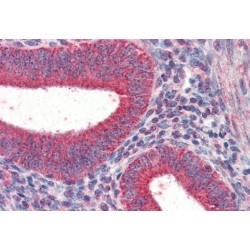 Tripartite Motif-Containing Protein 5 (TRIM5) Antibody