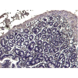 Tripartite Motif-Containing Protein 5 (TRIM5) Antibody