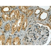 abx430624 (4 µg/ml staining of paraffin embedded Human Kidney. Steamed antigen retrieval with citrate buffer pH 6, HRP-staining.