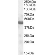 abx430626 (0.1 µg/ml) staining of Human Muscle lysate (35 µg protein in RIPA buffer). Primary incubation was 1 hour. Detected by chemiluminescence.