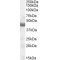 Tumor Suppressor Candidate 4 (TUSC4) Antibody