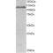 Ubiquitin Carboxyl-Terminal Hydrolase 11 (USP11) Antibody