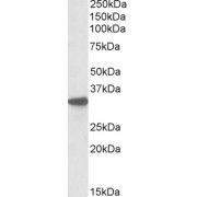 abx430635 (0.1 µg/ml) staining of Mouse Liver lysate (RIPA buffer, 35 µg total protein per lane). Primary incubated for 1 hour. Detected by western blot using chemiluminescence.