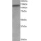 ADAM Metallopeptidase Domain 17 (ADAM17) Antibody