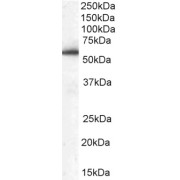 abx430643 (0.03 µg/ml) staining of Human Peripheral Blood Mononucleocyte lysate (35 µg protein in RIPA buffer). Detected by chemiluminescence.