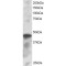 ICSBP1 Antibody