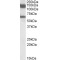 MLLT10, Histone Lysine Methyltransferase DOT1L Cofactor (MLLT10) Antibody