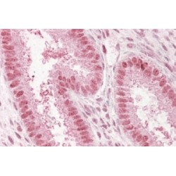 Nuclear Pore-Associated Protein 60 kDa-Like (Npap60) Antibody