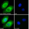 PITPNM Antibody