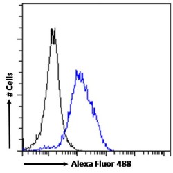 POU Class 3 Homeobox 3 (POU3F3) Antibody