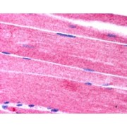 abx430660 (2.5 µg/ml staining of paraffin embedded Human Skeletal Muscle. Steamed antigen retrieval with citrate buffer Ph 6, AP-staining.