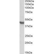 abx430661 (1 µg/ml) staining of Mouse Heart lysate (35 µg protein in RIPA buffer). Detected by chemiluminescence.