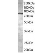 abx430664 staining (0.5 µg/ml) of Jurkat lysate (RIPA buffer, 35 µg total protein per lane). Primary incubated for 1 hour. Detected by western blot using chemiluminescence.
