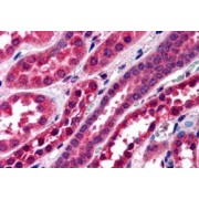 abx430665 (3.8 µg/ml staining of paraffin embedded Human Kidney. Steamed antigen retrieval with citrate buffer pH 6, AP-staining.