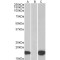 Pleckstrin Homology Like Domain Family A Member 3 (PHLDA3) Antibody