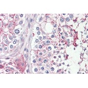 abx430672 (3.75 µg/ml staining of paraffin embedded Human Testis. Steamed antigen retrieval with citrate buffer pH 6, AP-staining.