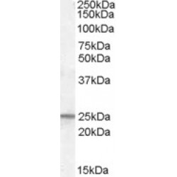 Membrane-Associated Progesterone Receptor Component 1 (PGRMC1) Antibody