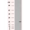 Ras-Related Protein Rab-11A (RAB11A) Antibody