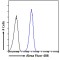Restin Antibody