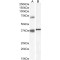 Tripartite Motif-Containing Protein 29 (TRIM29) Antibody